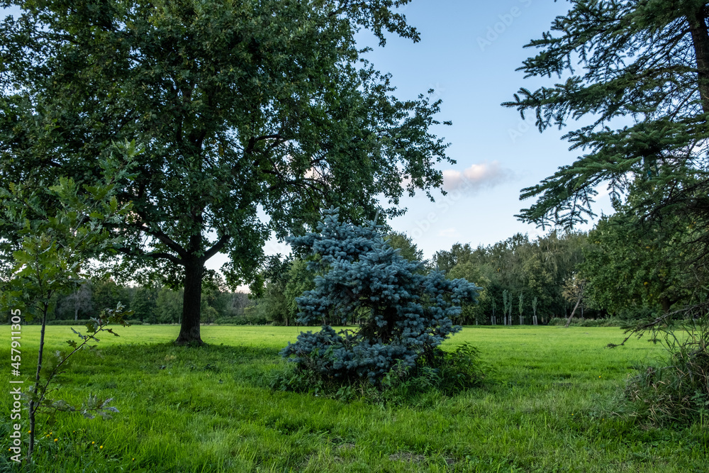 Panorama of a large, green meadow. The dense grass is cut evenly. Day. Autumn. Russia.