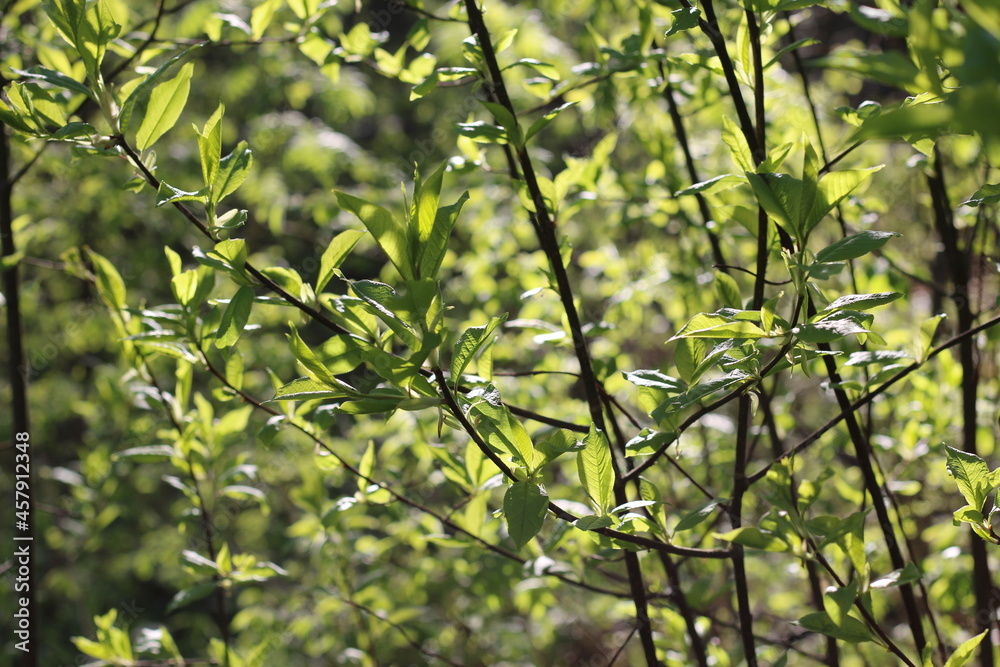 Fototapeta premium leaves of trees in the sunlight warm photo, summer