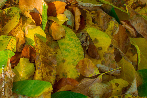 Colorful background made of fallen autumn leaves.