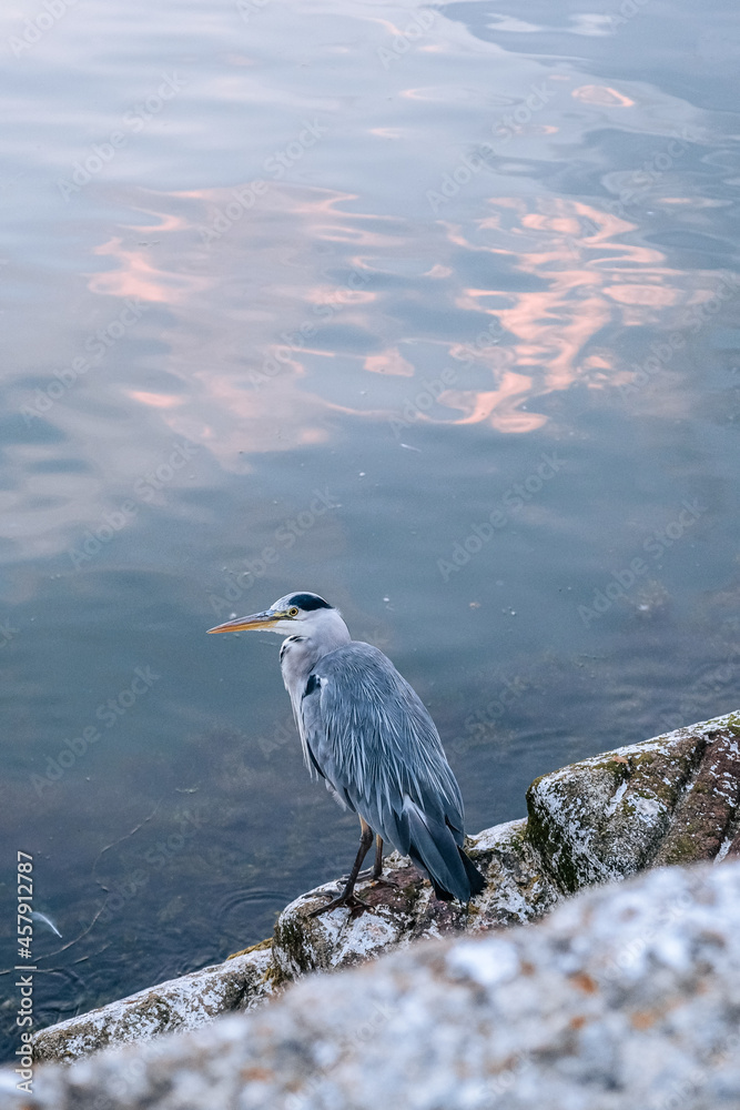 Gray Heron beside water, Ireland