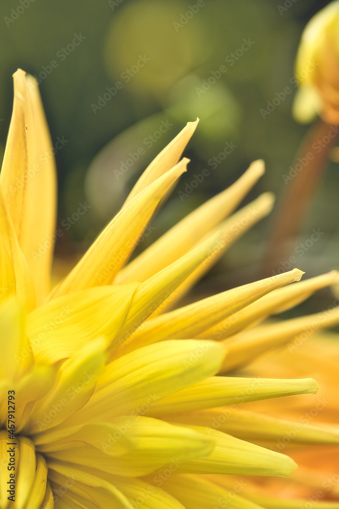 flower close-up yellow