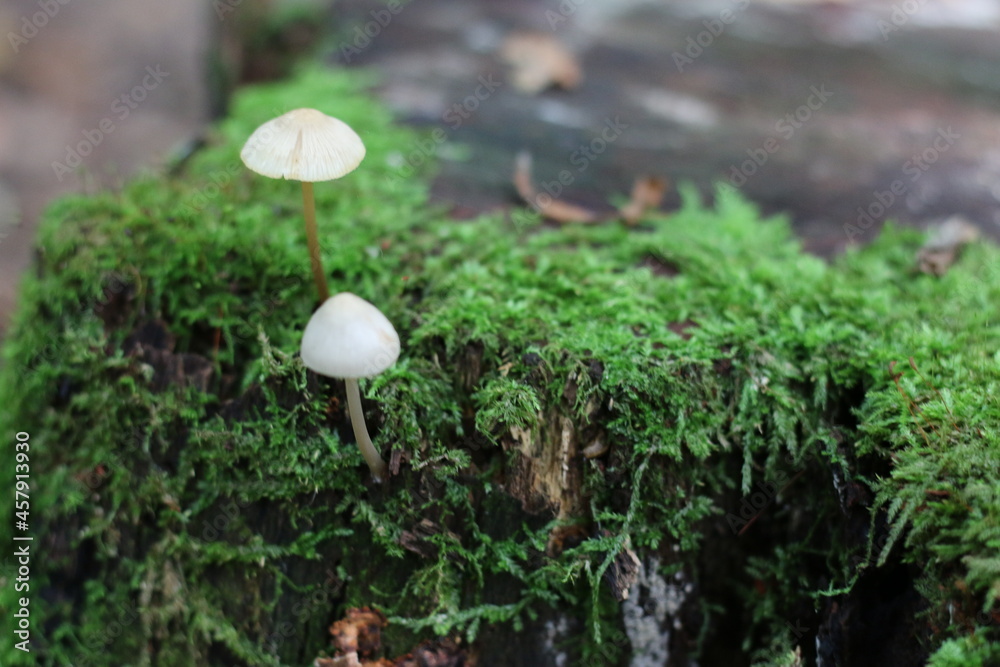 two toadstools grow on moss two toadstools grow on moss