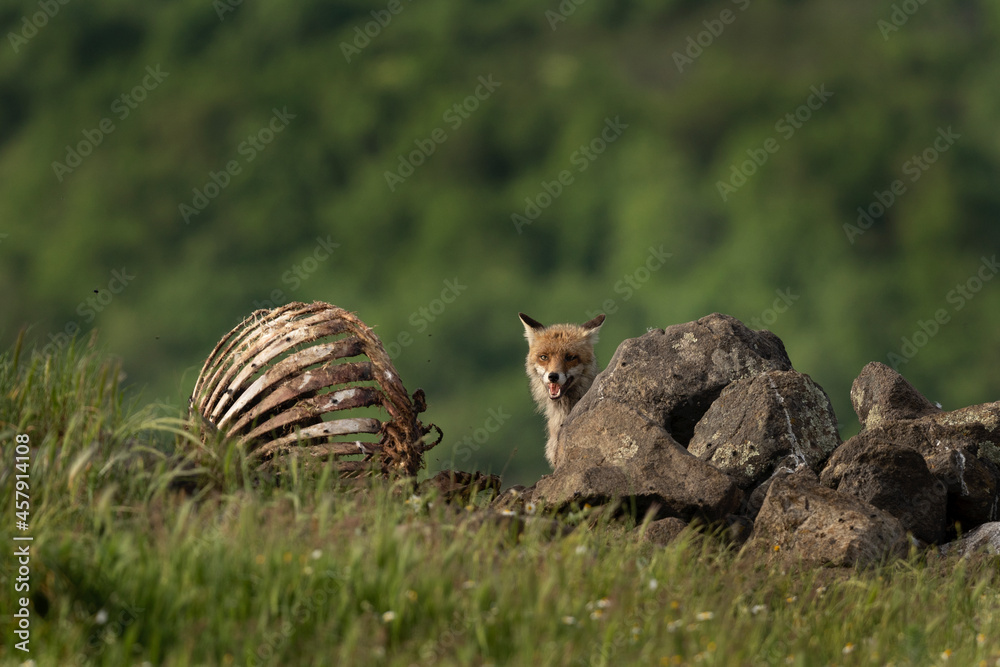 Obraz premium Red fox near the carcass. Fox in Rhodope mountain range. Bulgaria spring wildlife. 