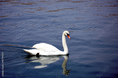 A swan that floats slowly on the blue sea surface