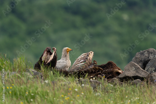 Egyptian vulture near the carcass. White scavenger vulture in Rhodope mountains. Bulgaria spring wildlife. photo
