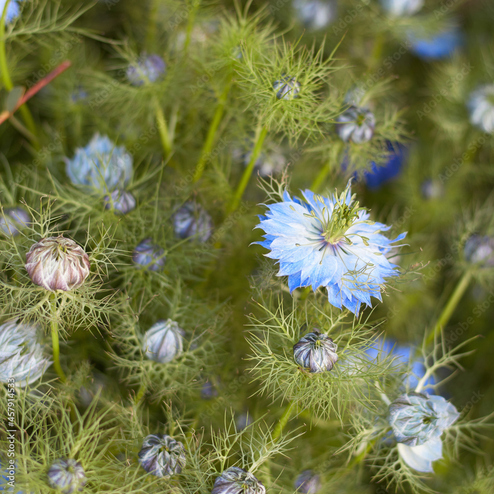 Nigella damask, love-in-the-mist, ragged lady or devil in the bush, mainly used as an ornamental plant. Therefore, it is often grown to decorate bouquets, looks good on alpine slides, rockeries