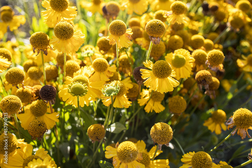 Yellow flowers of common sneezeweed blooming in summer.Helenium autumnale is a North American species of flowering plants in the sunflower family. Common name is common sneezeweed. photo