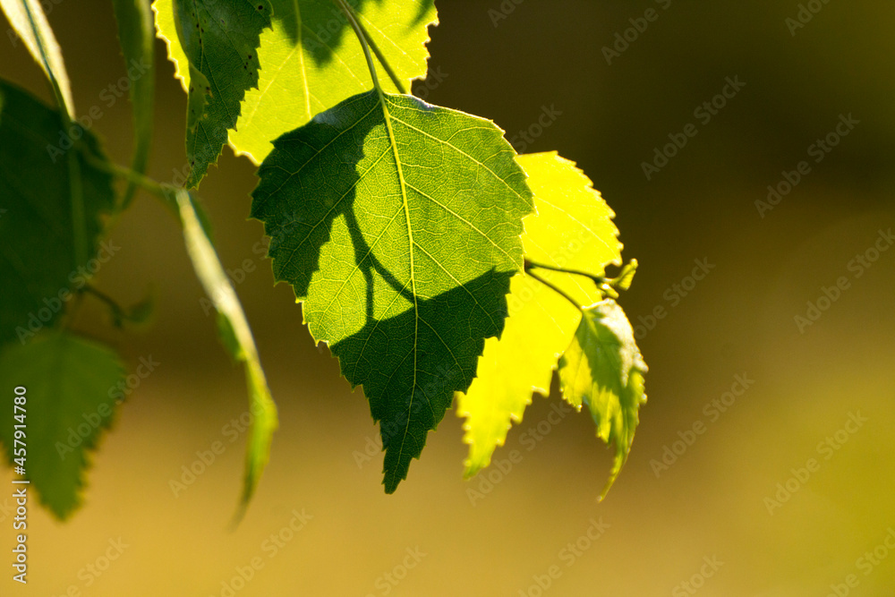 green birch leaves on the background of green nature green birch leaves on the background of green nature