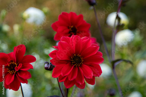 Flowers in the garden, 가든의 꽃, デンの花 , blommor i trädgården, 花园里的花 photo