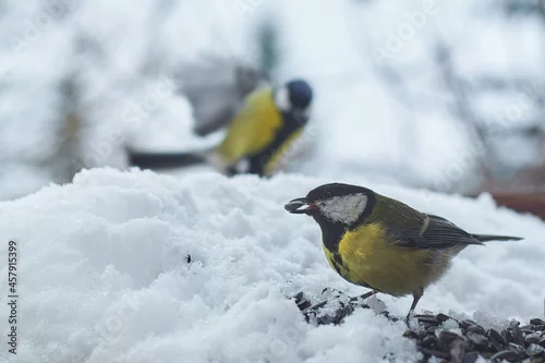 Obraz Zima, ptaki w karmniku.  Dzwońce i sikorki. Śnieg przykrył ziarno słonecznika. Wydziobują je mimo to, sprytnie pozbawiają łuski  i połykają pożywne nasiona. 