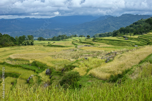 Rice terraces  Tana Toraja  South Sulawesi  Indonesia