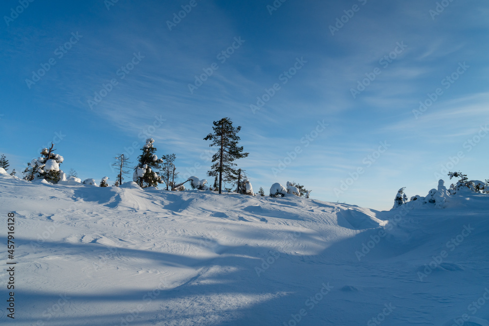 Winter landscape with snow-covered pines. Kandalaksha.