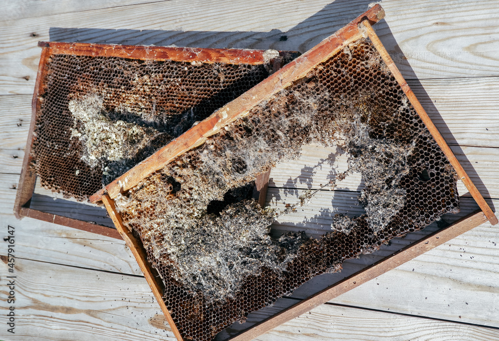 wax bee frame eaten by parasites. Wax moth. Pests of active hives ...
