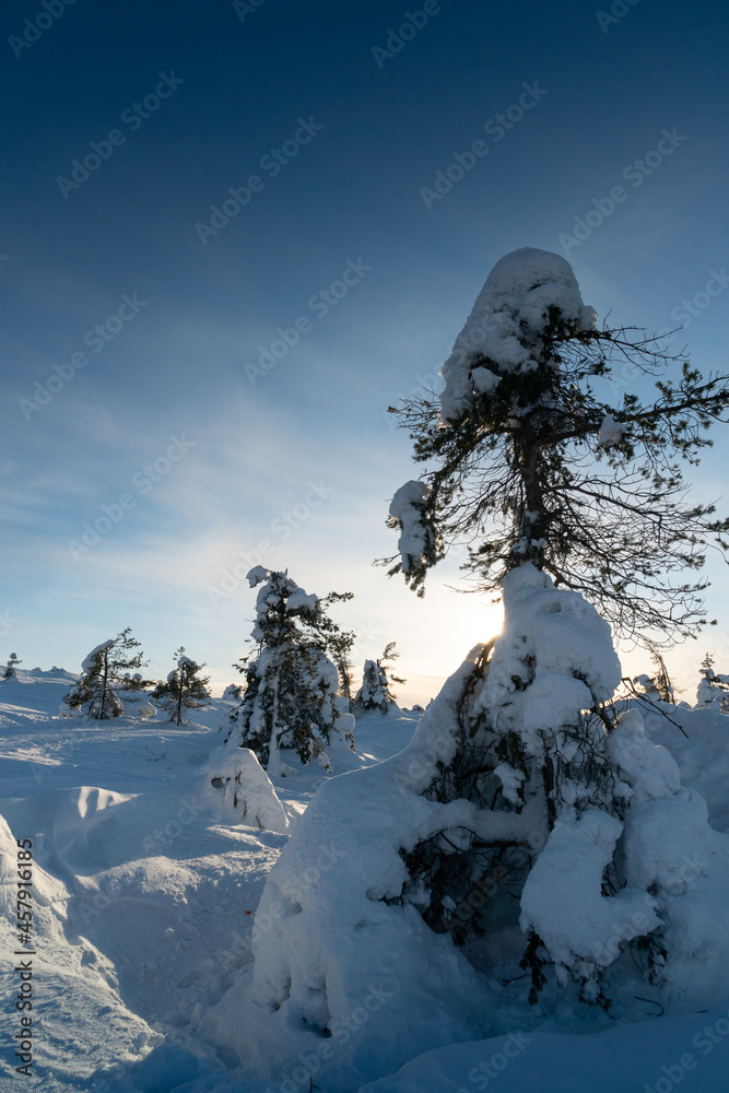 Winter landscape with snow-covered pines. Kandalaksha.