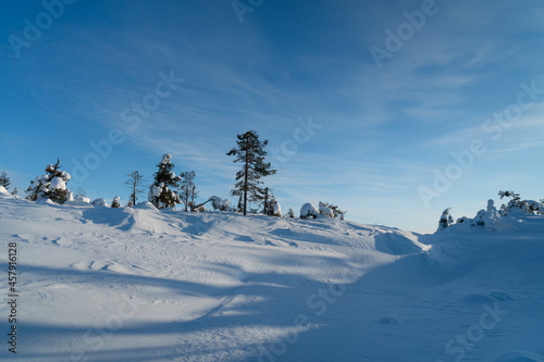 Obraz na płótnie Winter landscape with snow-covered pines. Kandalaksha. w salonie