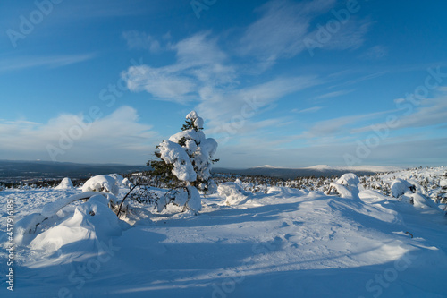 Winter landscape with snow-covered pines. Kandalaksha.