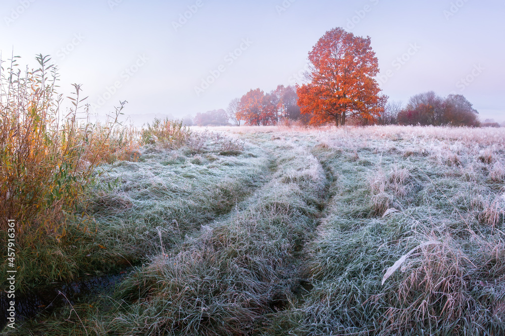 Landscape of late autumn. First frosts in the night on meadow. Hoarfrost on grass. Yellow foliage on trees.