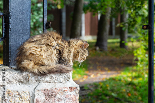 Stray cat with matted hair photo