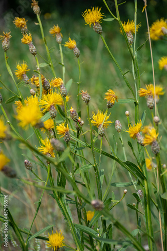 Fototapeta Naklejka Na Ścianę i Meble -  yellow flowers in a field