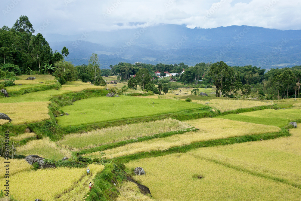Rice terraces in Tana Toraja, South Sulawesi, Indonesia
