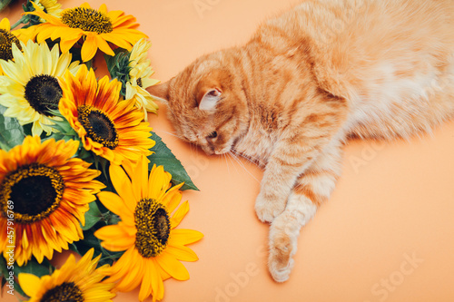 Fototapeta Naklejka Na Ścianę i Meble -  Ginger cat lying next to bunch of sunflowers on orange background. Pet enjoying flowers