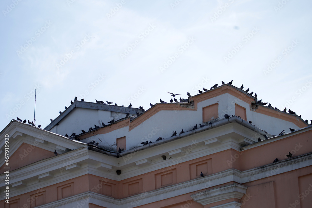 A lot of pigeons on the roof of vintage building