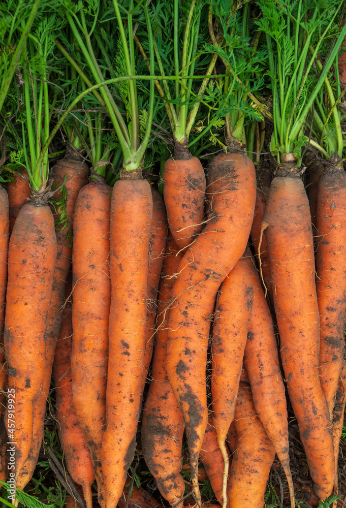 Bunches of orange carrots with green tops. Background of ripe carrot after harvest. Selective focus with space for text Bunches of orange carrots with green tops. Background of ripe carrot after harvest. Selective focus with space for text