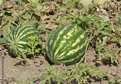Watermelons ripen in the field