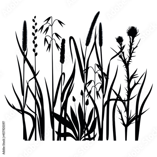 Silhouettes of cereals and field grasses on a white background