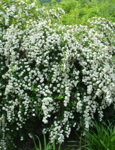 Spiraea blooms in the garden.