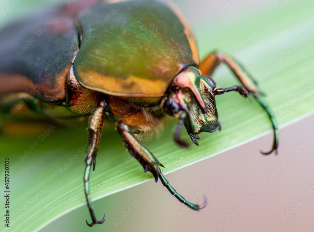 Beetle Beetle