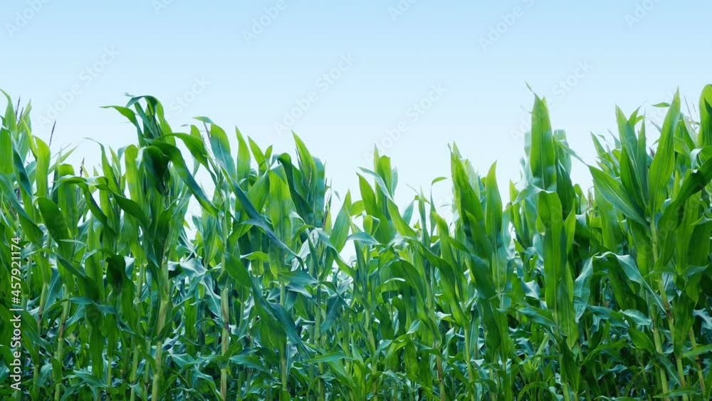 Corn Crops Sway In The Wind Corn Crops Sway In The Wind