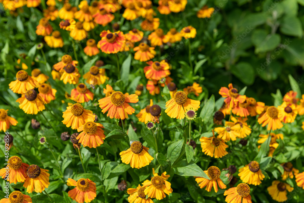 Close up of common sneezeweed (helenium autumnale) flowers in bloom Close up of common sneezeweed (helenium autumnale) flowers in bloom