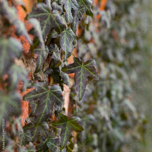 Old Texture brick wall, background, detailed pattern covered in ivy.