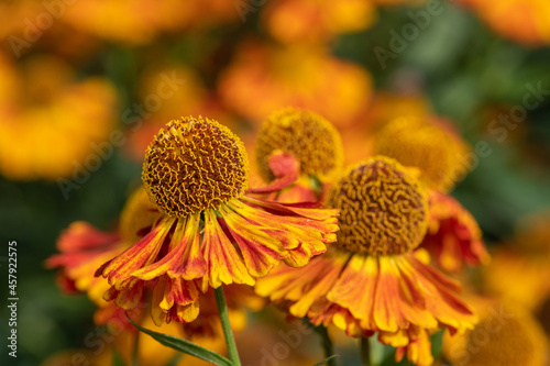 Close up of common sneezeweed (helenium autumnale) flowers in bloom photo