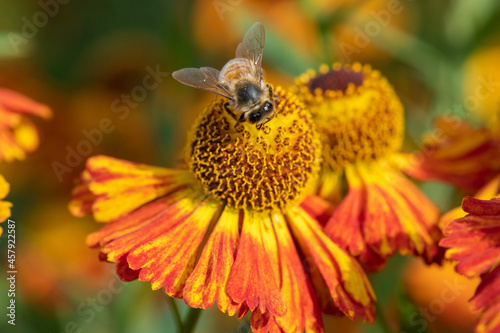 Close up of a honey bee pollinating common sneezeweed (helenium autumnale) flowers photo