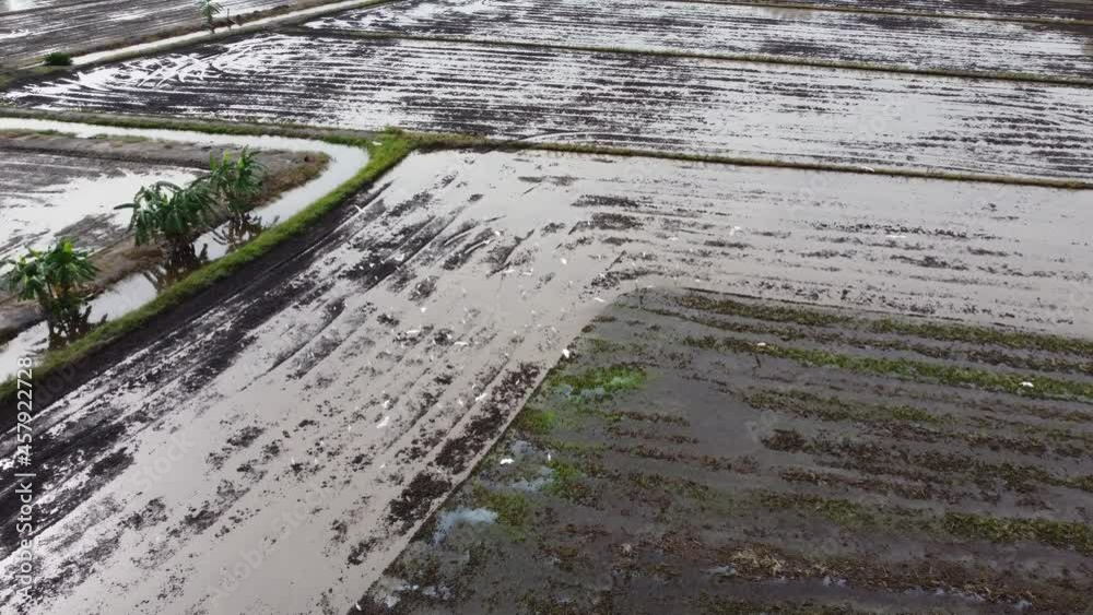 custom made wallpaper toronto digitalEgret birds fly at cultivated muddy rice field