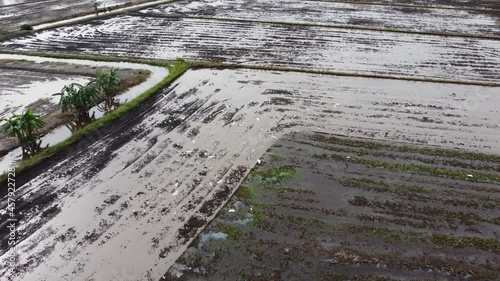 Wallpaper Mural Egret birds fly at cultivated muddy rice field Torontodigital.ca