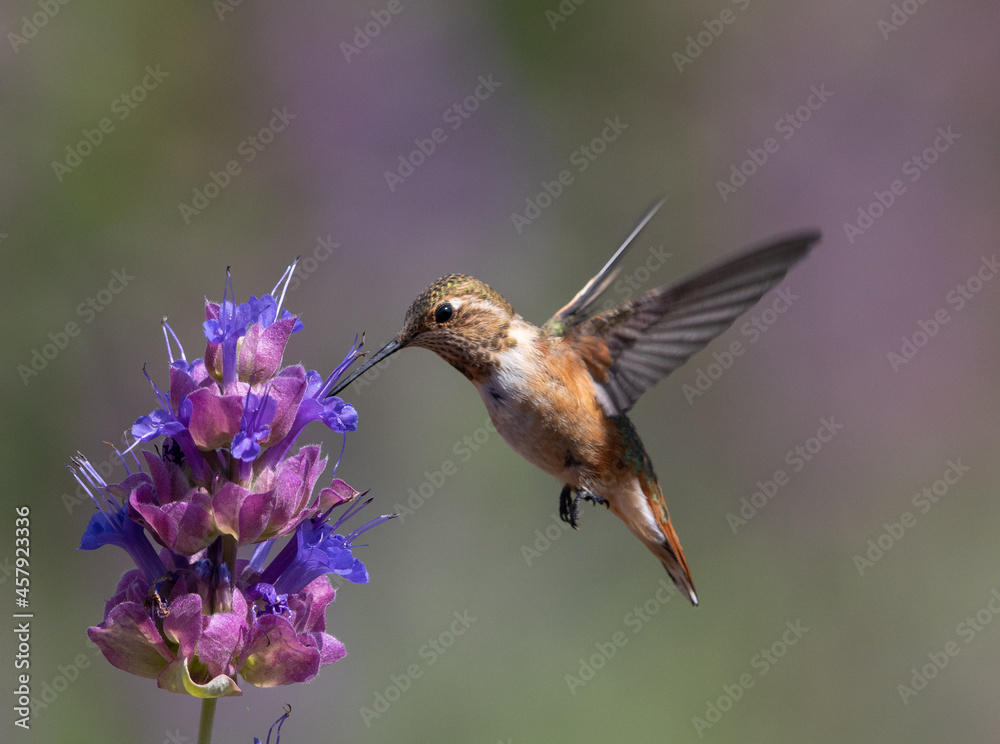 Fototapeta premium hummingbirds, hummingbird, flowers, birds bird