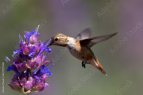 hummingbirds, hummingbird, flowers, birds bird
