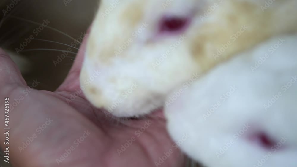 Close up rabbit eat dry food from hand Close up rabbit eat dry food from hand