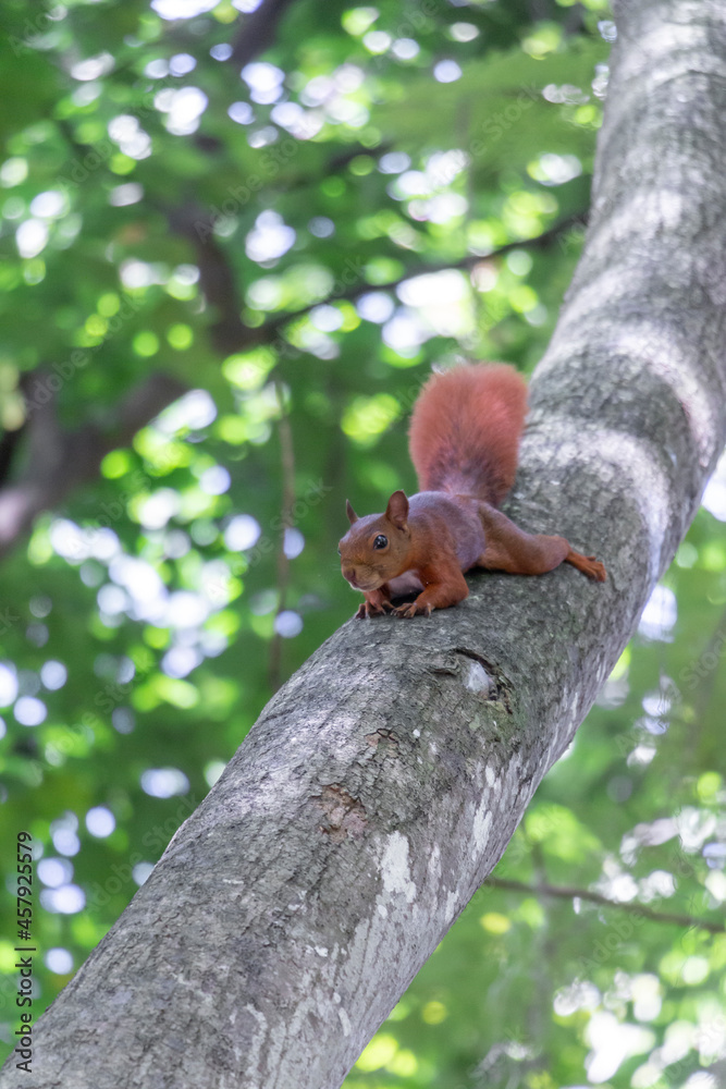 squirrel in the tree