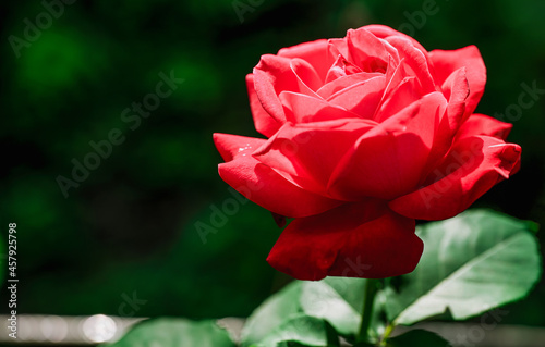 Blooming bud of growing red rose