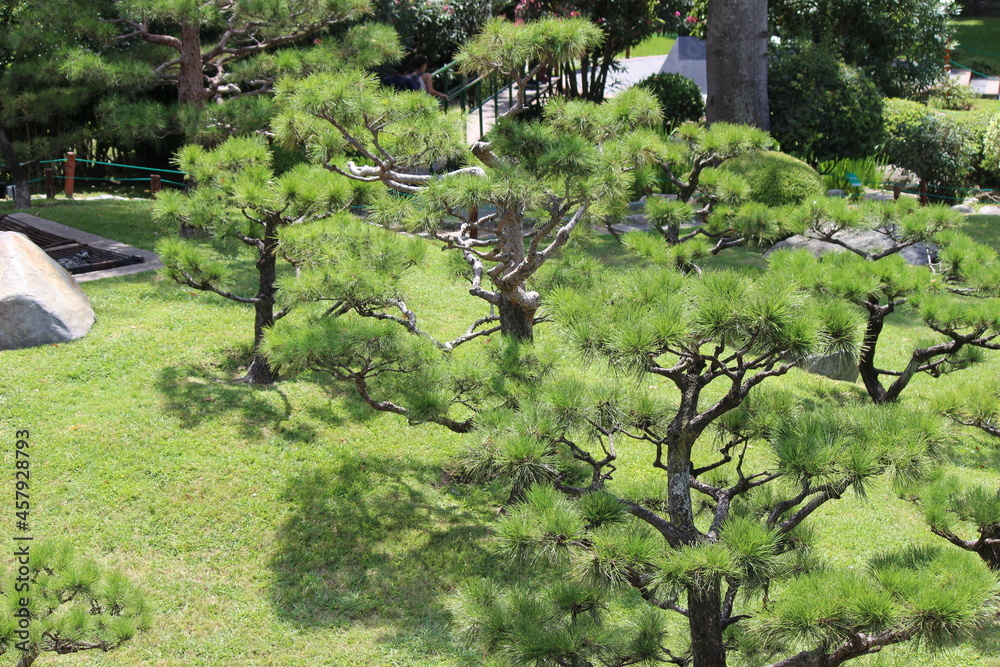 Fototapeta premium pine tree in the garden