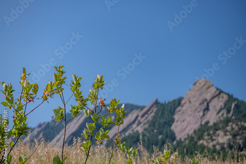 Close up of wildflowers at the Chautauqua Park Hiking area, with the flatirons blurred in the distance. photo