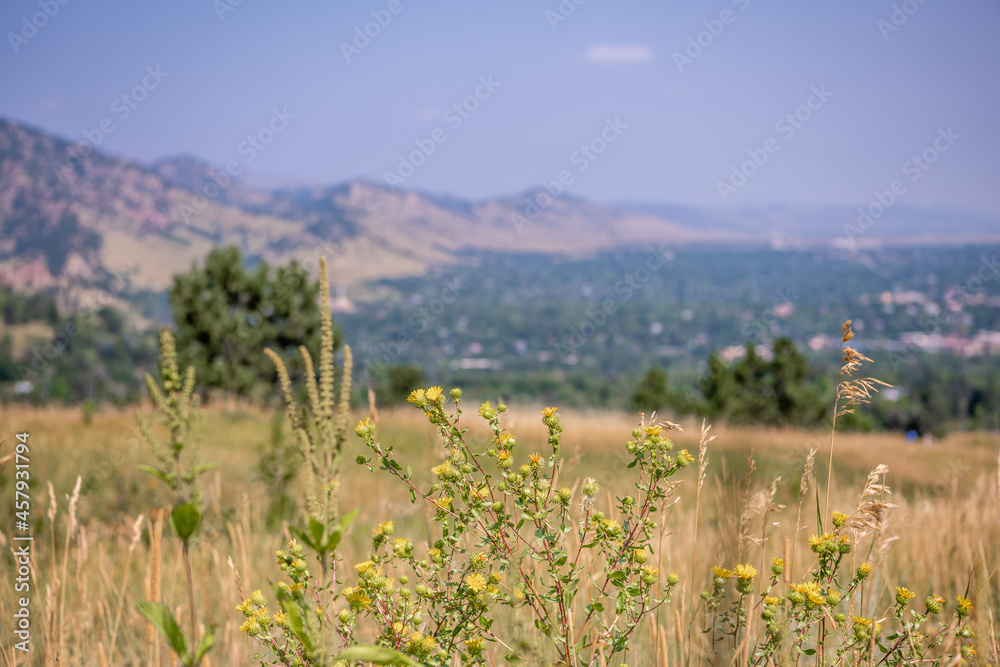 Close up of wildflowers at the Chautauqua Park Hiking area, with the Boulder, Colorado cityscape blurred in the distance.