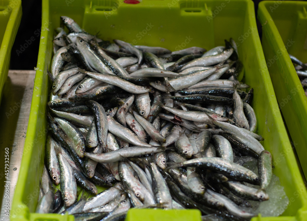 Fresh sardines from the sea on frozen ice. Photography of food from the sea