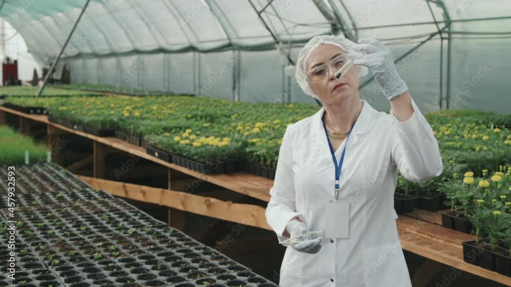 Medium PAN slowmo shot of mid-adult female agricultural scientist in lab coat and safety glasses looking at soil sample in test tube standing in hothouse with many plants and flowers