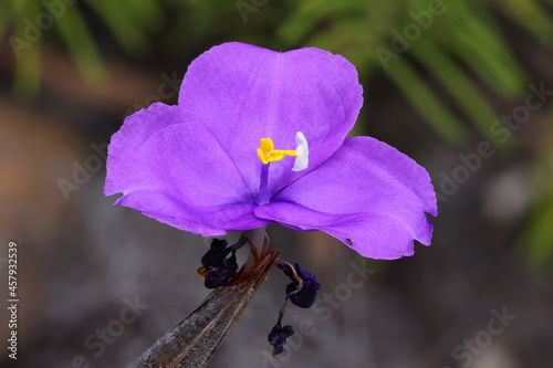 Silky Purple Flag Flower   photo