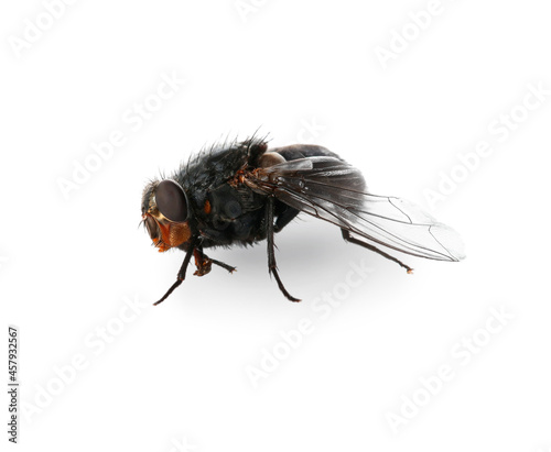 Fly isolated on white background